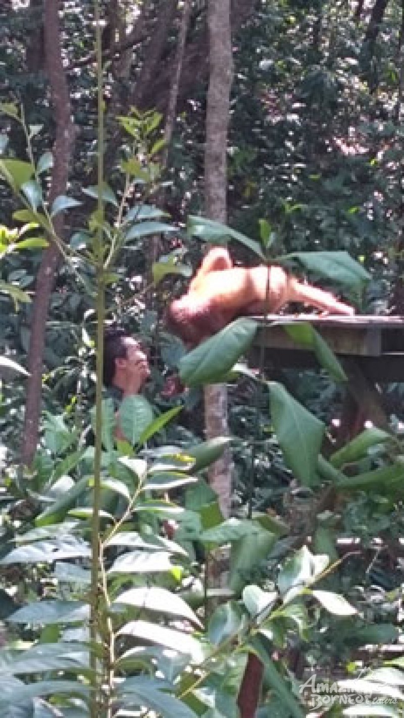 An encounter with the delightful orang utan